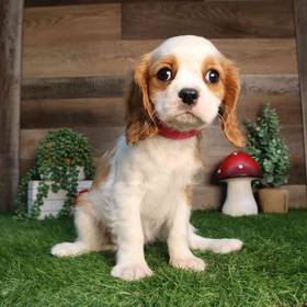 Cavalier King Charles Spaniel