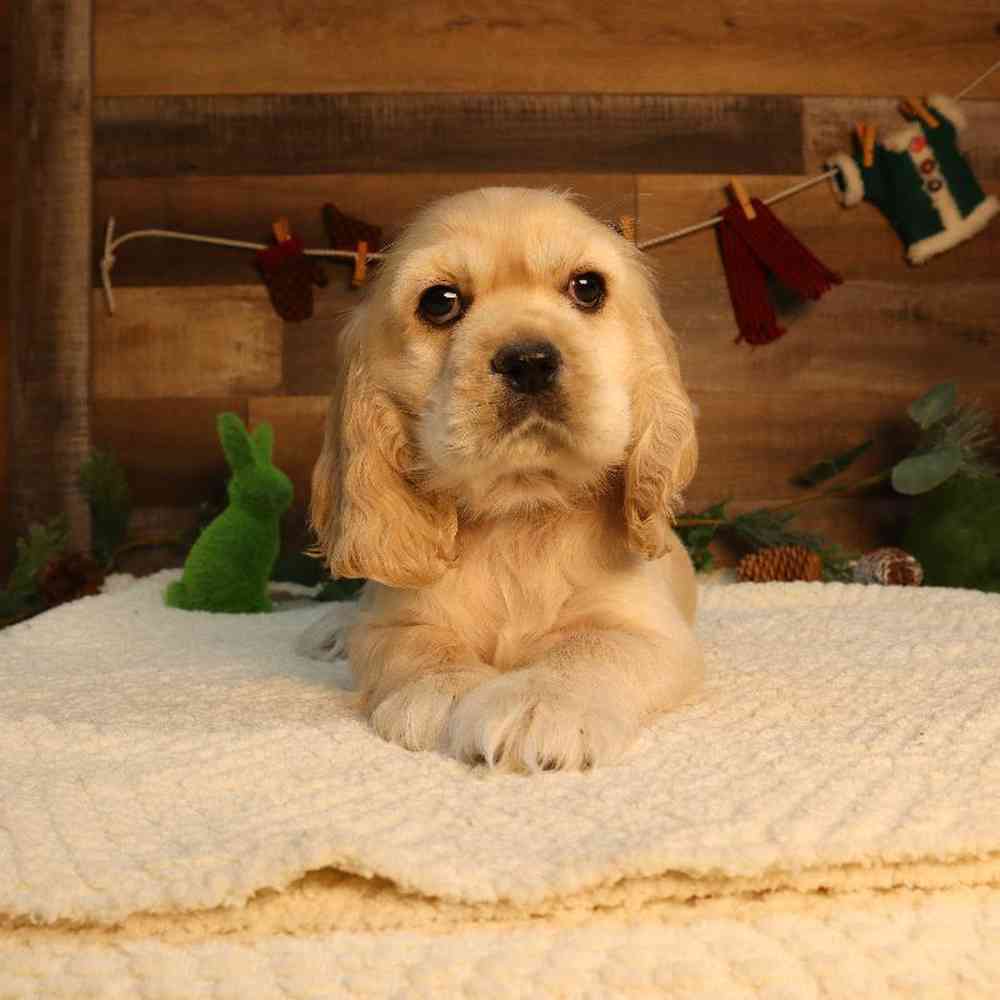 Image of a pet breed in the gallery