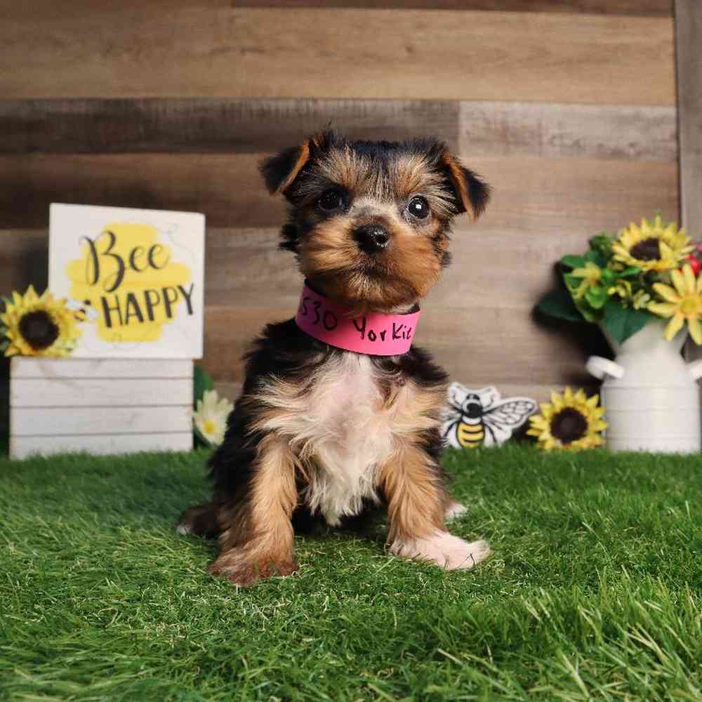Female Yorkshire Terrier Puppy for Sale in Blaine, MN