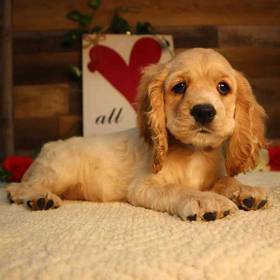 Cocker Spaniel