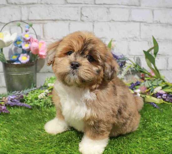 Lhasa-Poo