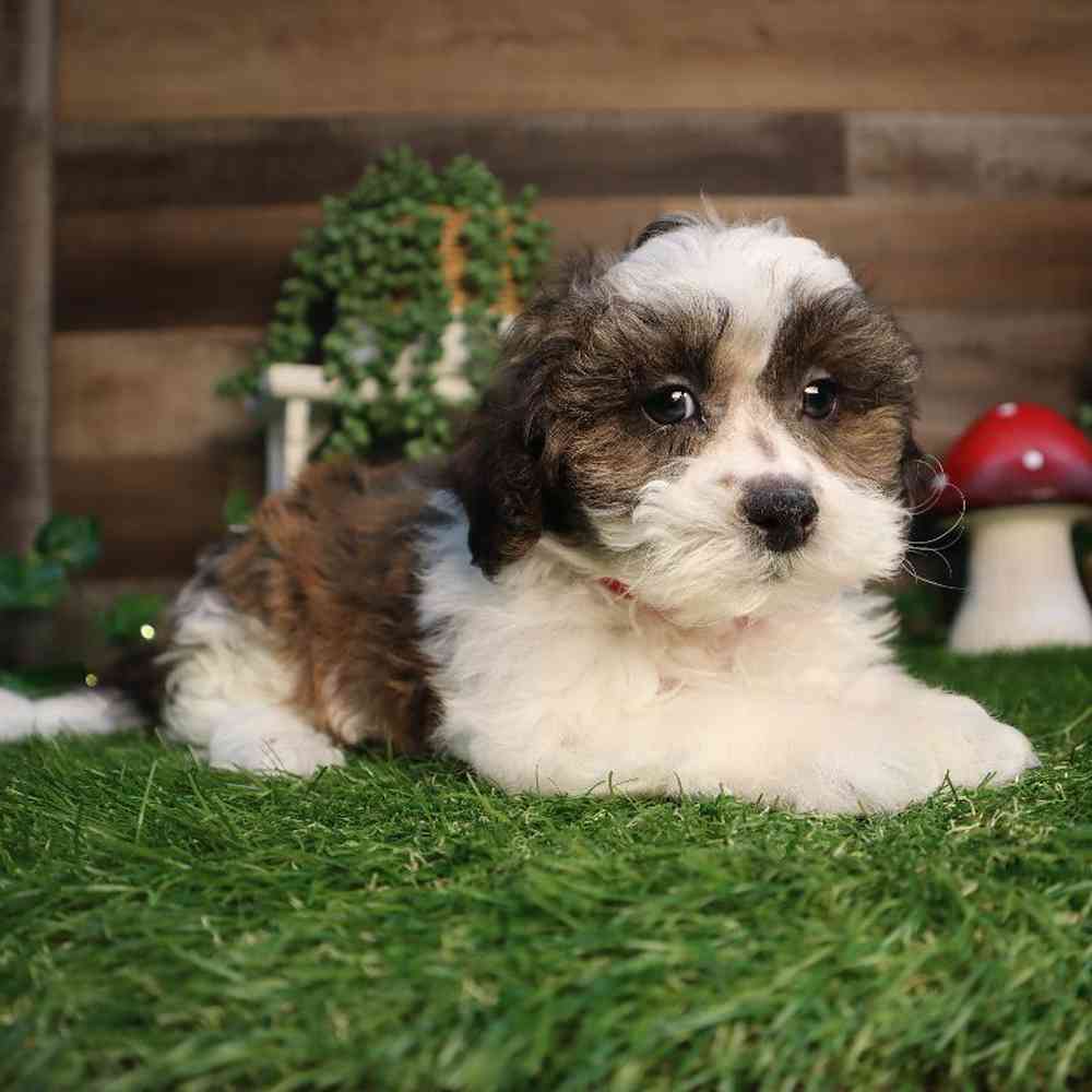 carousel pet images
