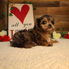 Cavapoo