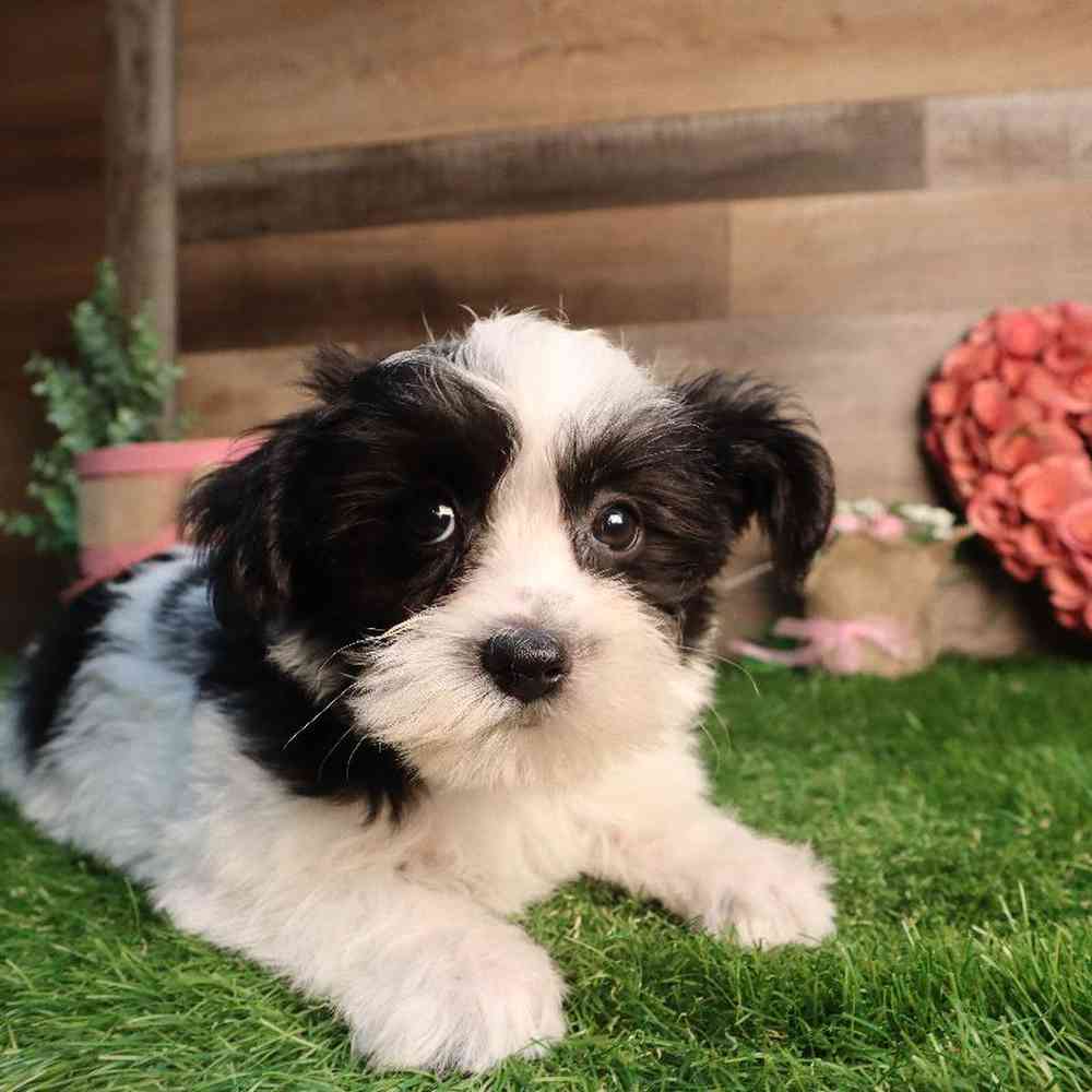Male Morkie Puppy for Sale in Blaine, MN