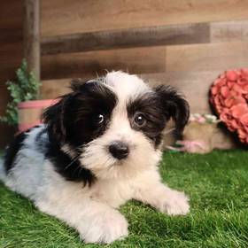 Morkie