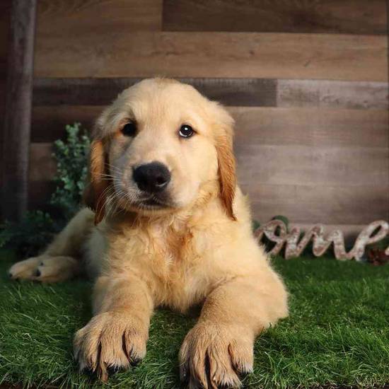 Butterscotch