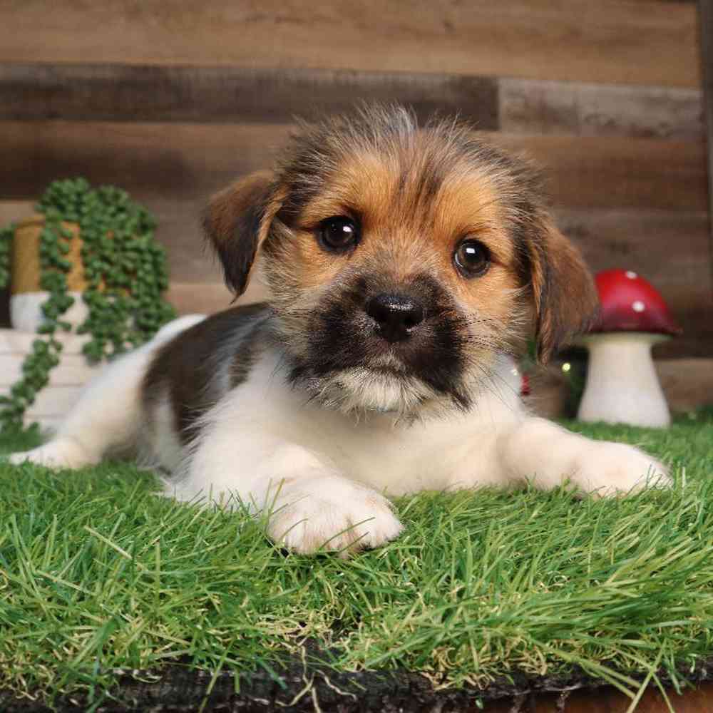 carousel pet images