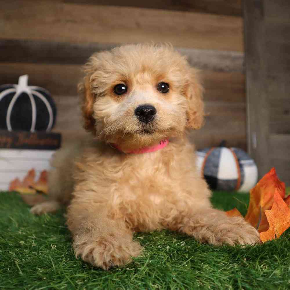 Female Mini Goldendoodle Puppy for Sale in Blaine, MN