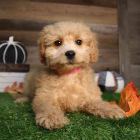 Mini Goldendoodle