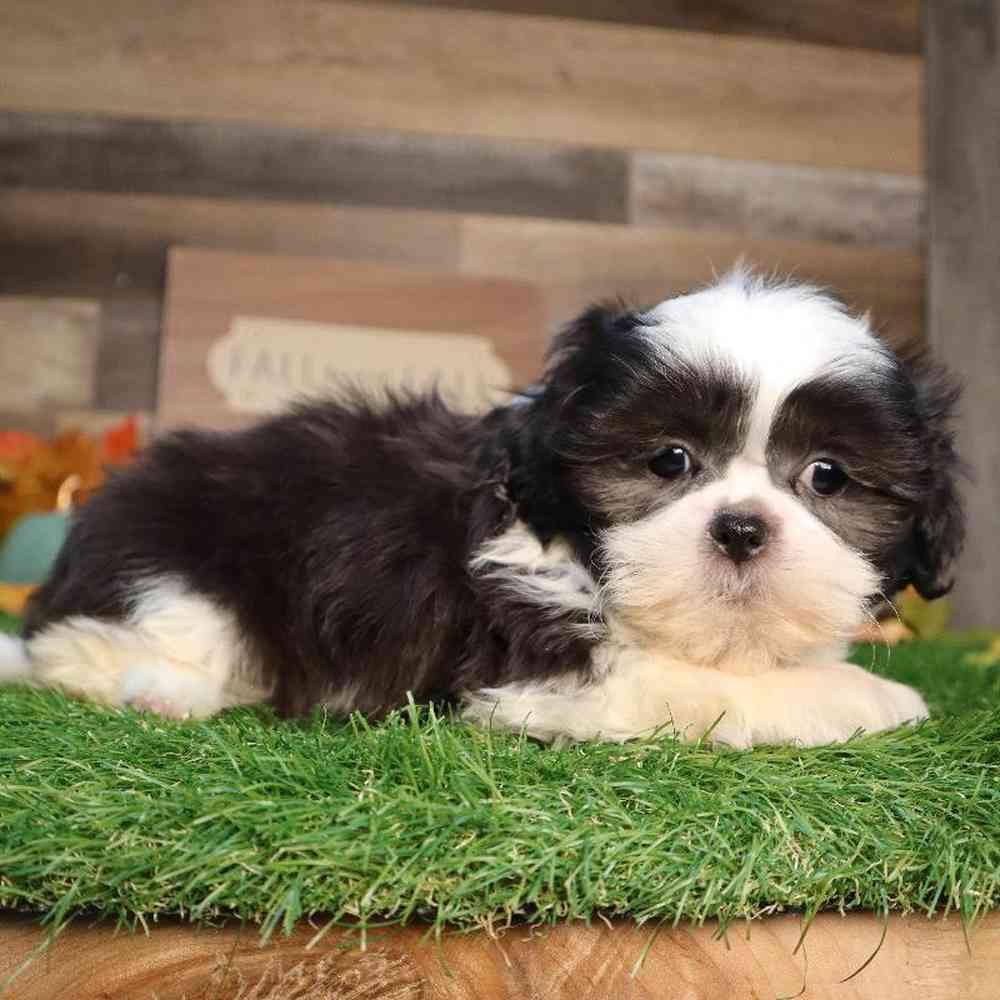 carousel pet images