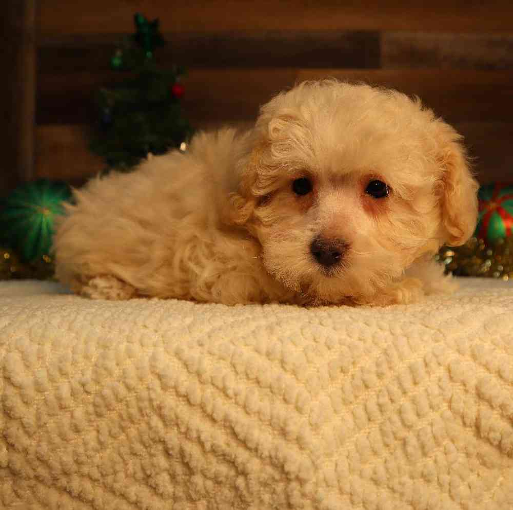 Female Maltipoo Puppy for Sale in Blaine, MN