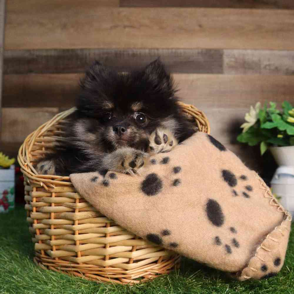 Male Pomeranian Puppy for Sale in Blaine, MN