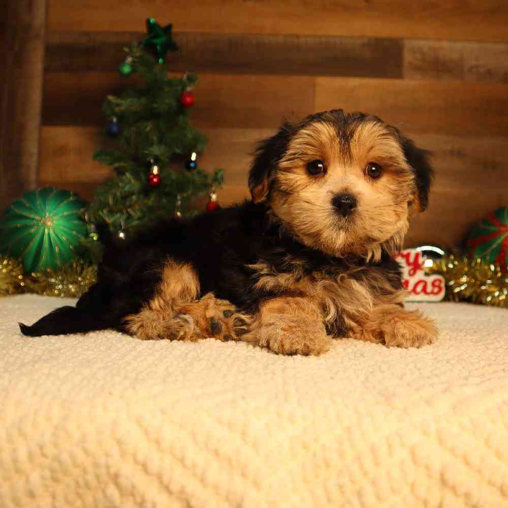 Male Morkie Puppy for Sale in Blaine, MN