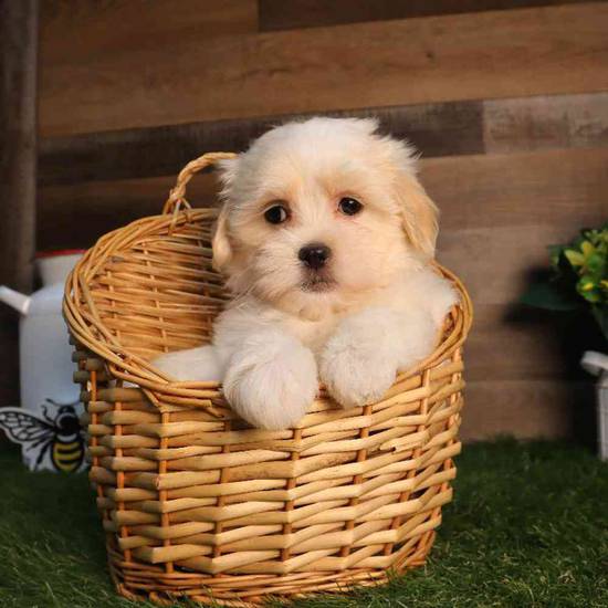 Fluff