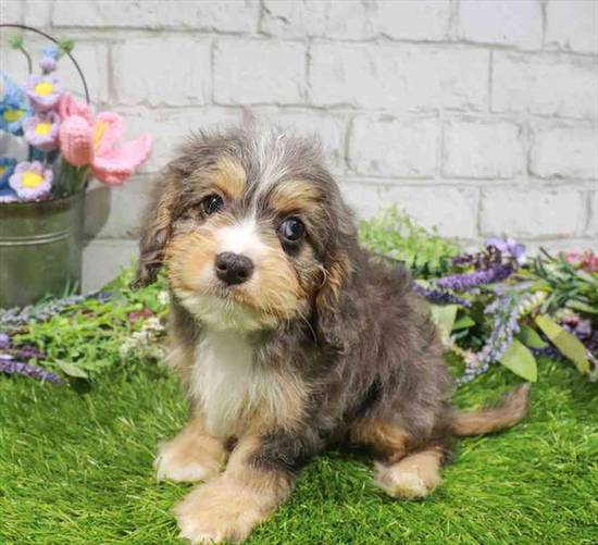 Cavapoo