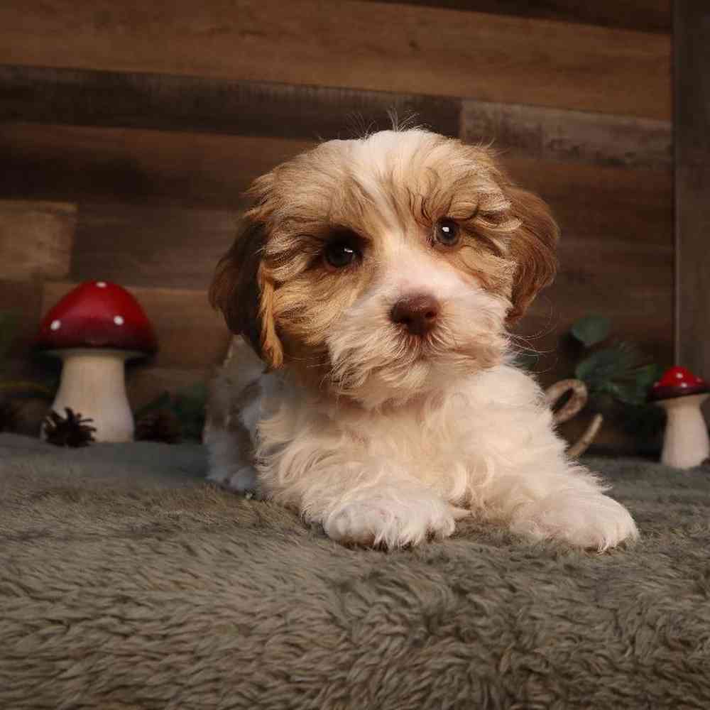 Image of a pet breed in the gallery