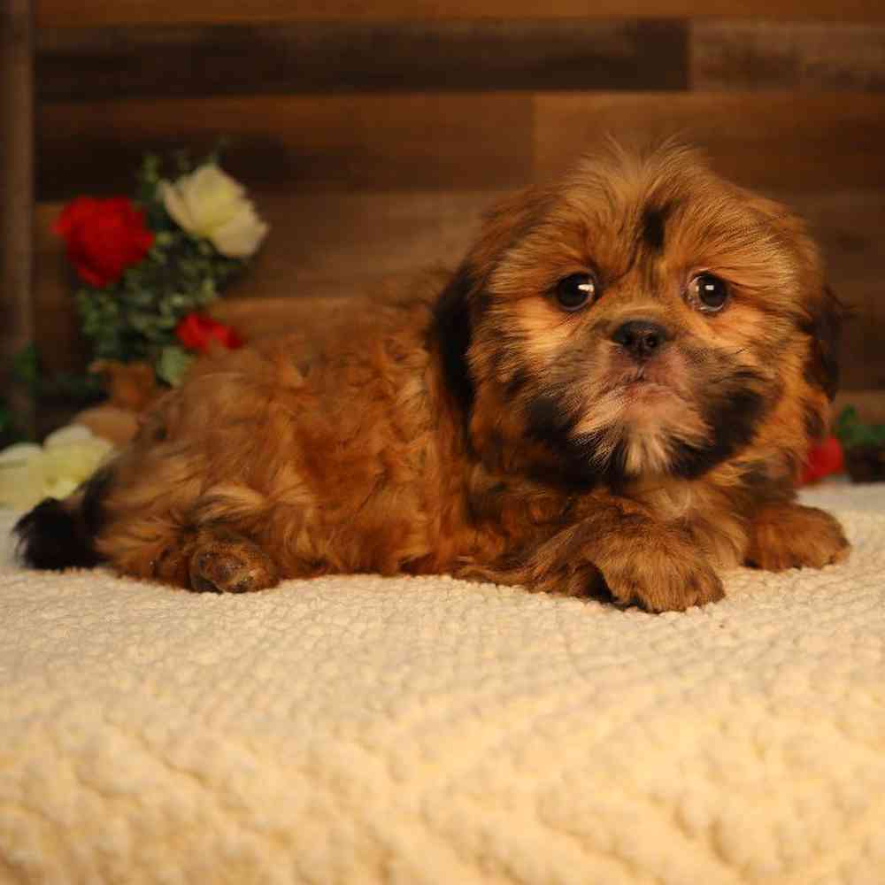 Female Shih Tzu Puppy for Sale in Blaine, MN