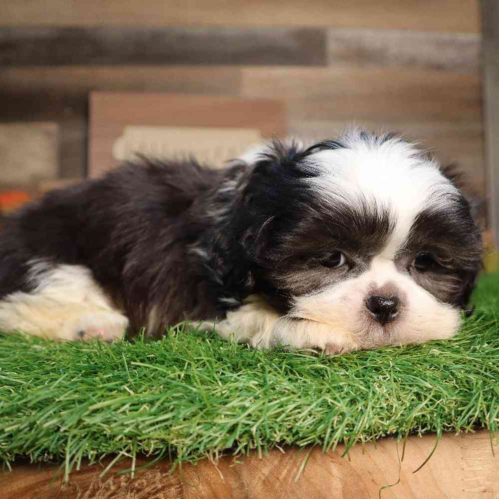 carousel pet images