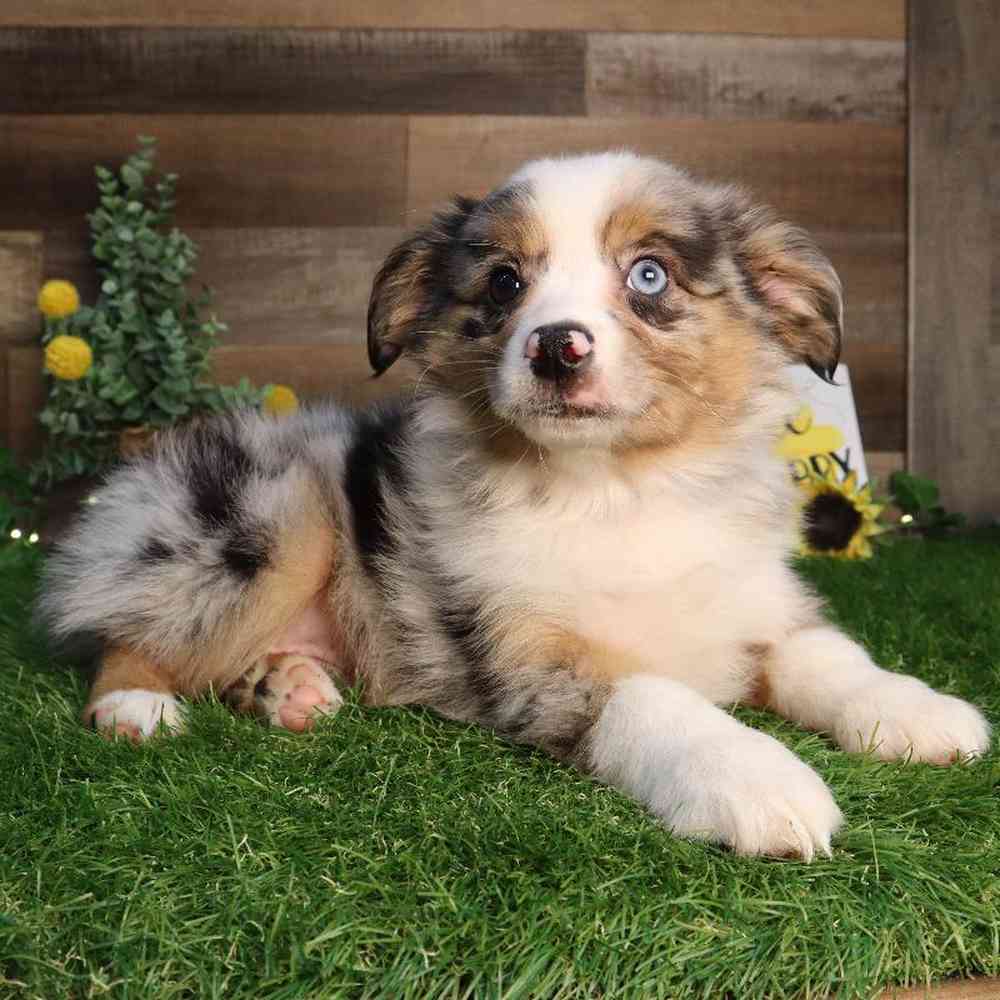 Male Mini Aussie Puppy for Sale in Blaine, MN