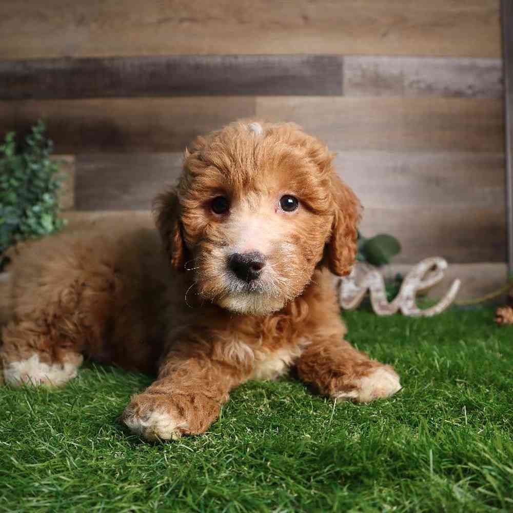 Male Mini Goldendoodle Puppy for Sale in Blaine, MN