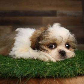 Shih Tzu