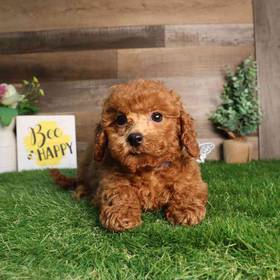 Mini Goldendoodle 2nd Gen