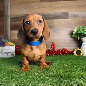 Dachshund