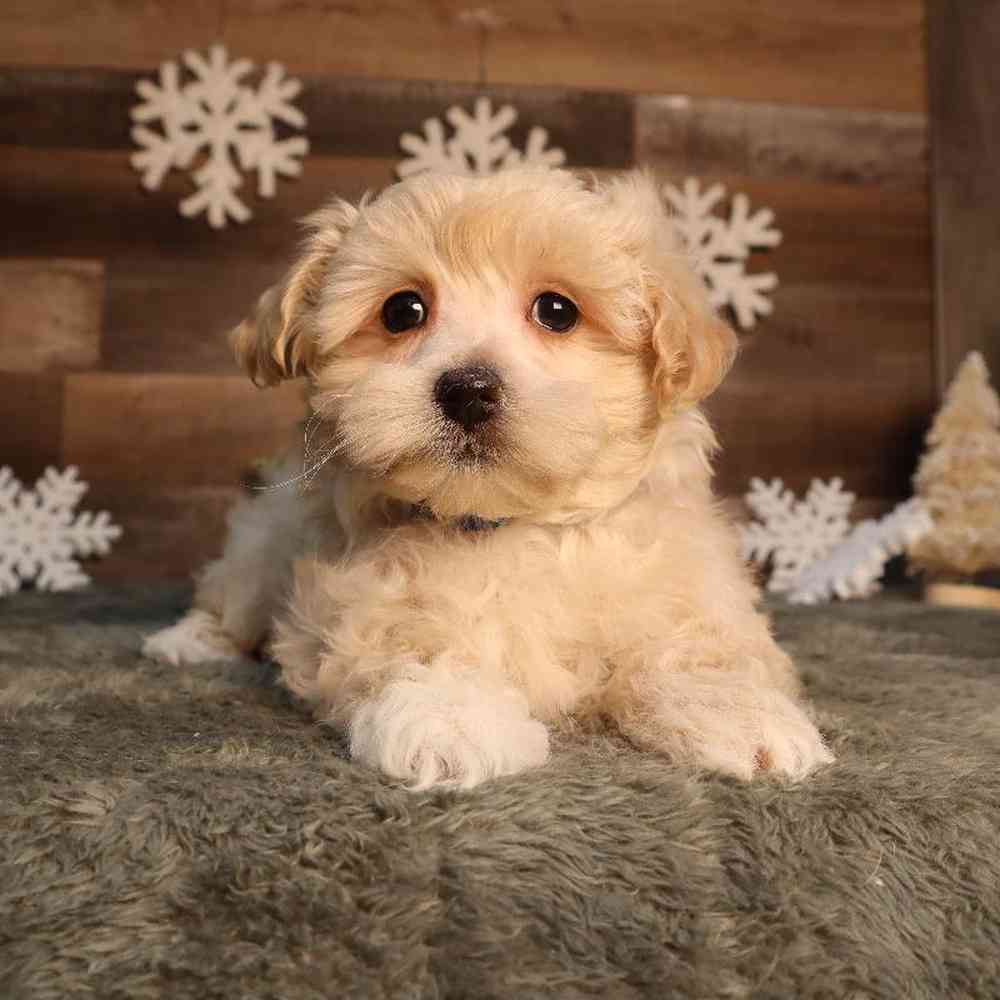 Male Maltipoo Puppy for Sale in Blaine, MN