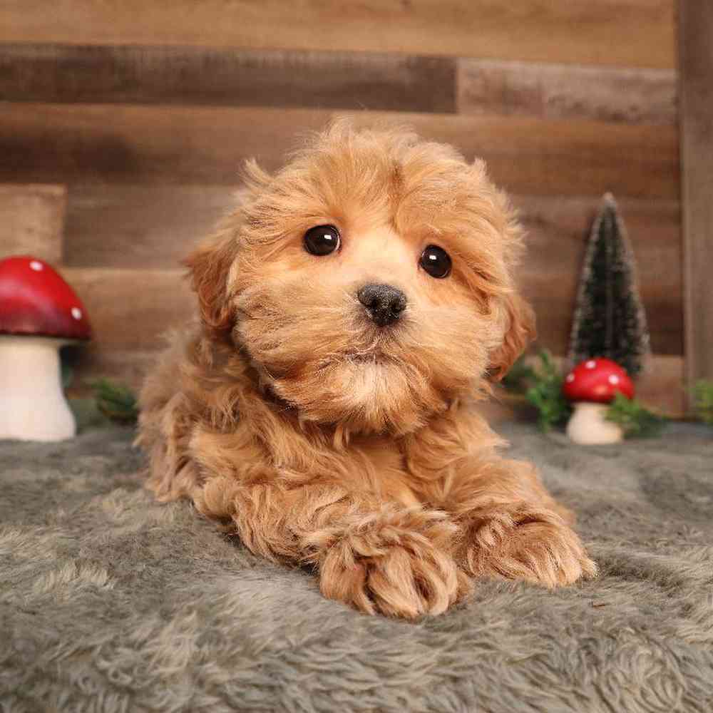 Male Teddy Poo Puppy for Sale in Blaine, MN