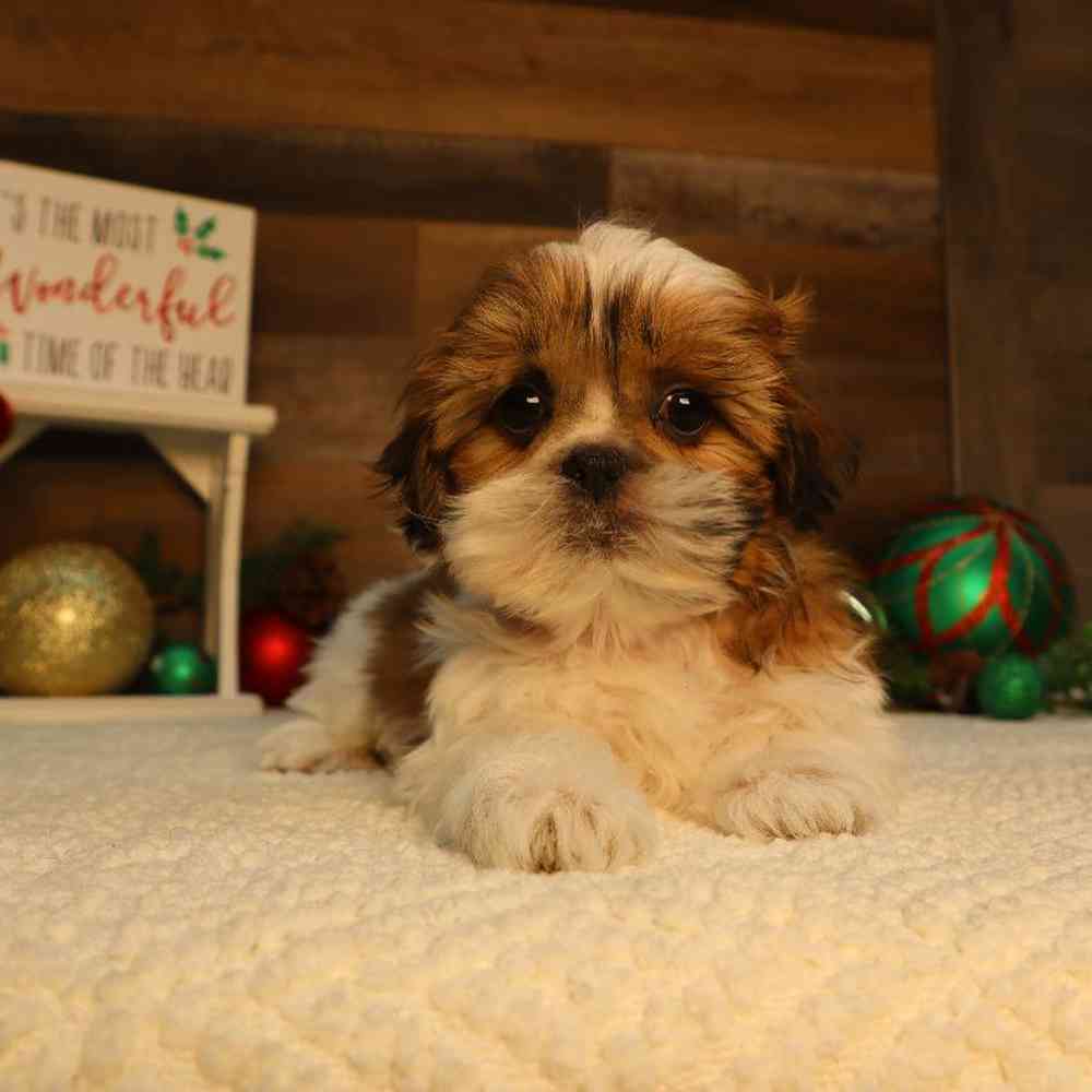 Female Malshi Puppy for Sale in Blaine, MN