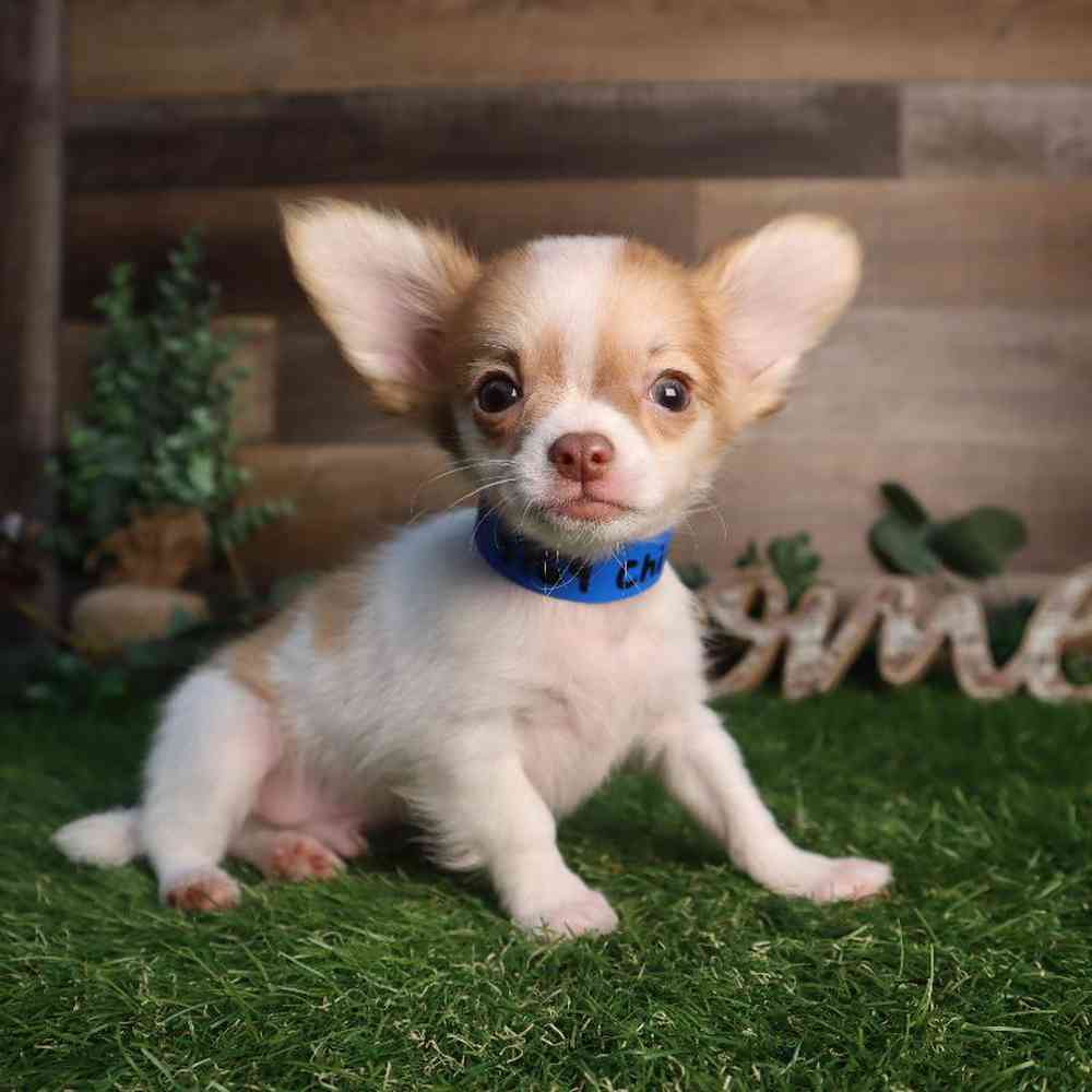 Male Chihuahua Puppy for Sale in Blaine, MN