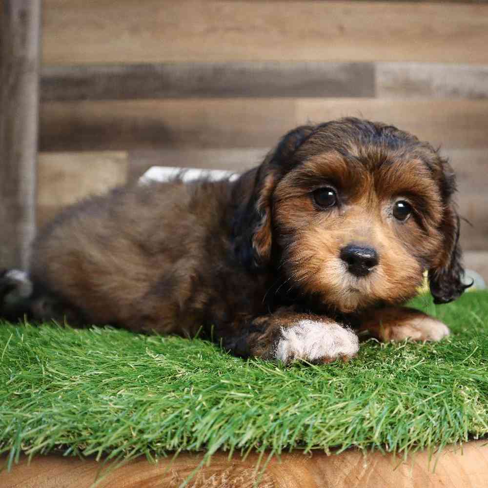 carousel pet images