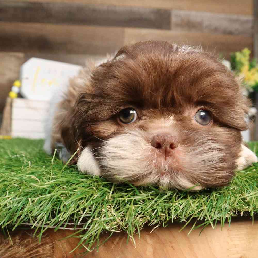 Image of a pet breed in the gallery