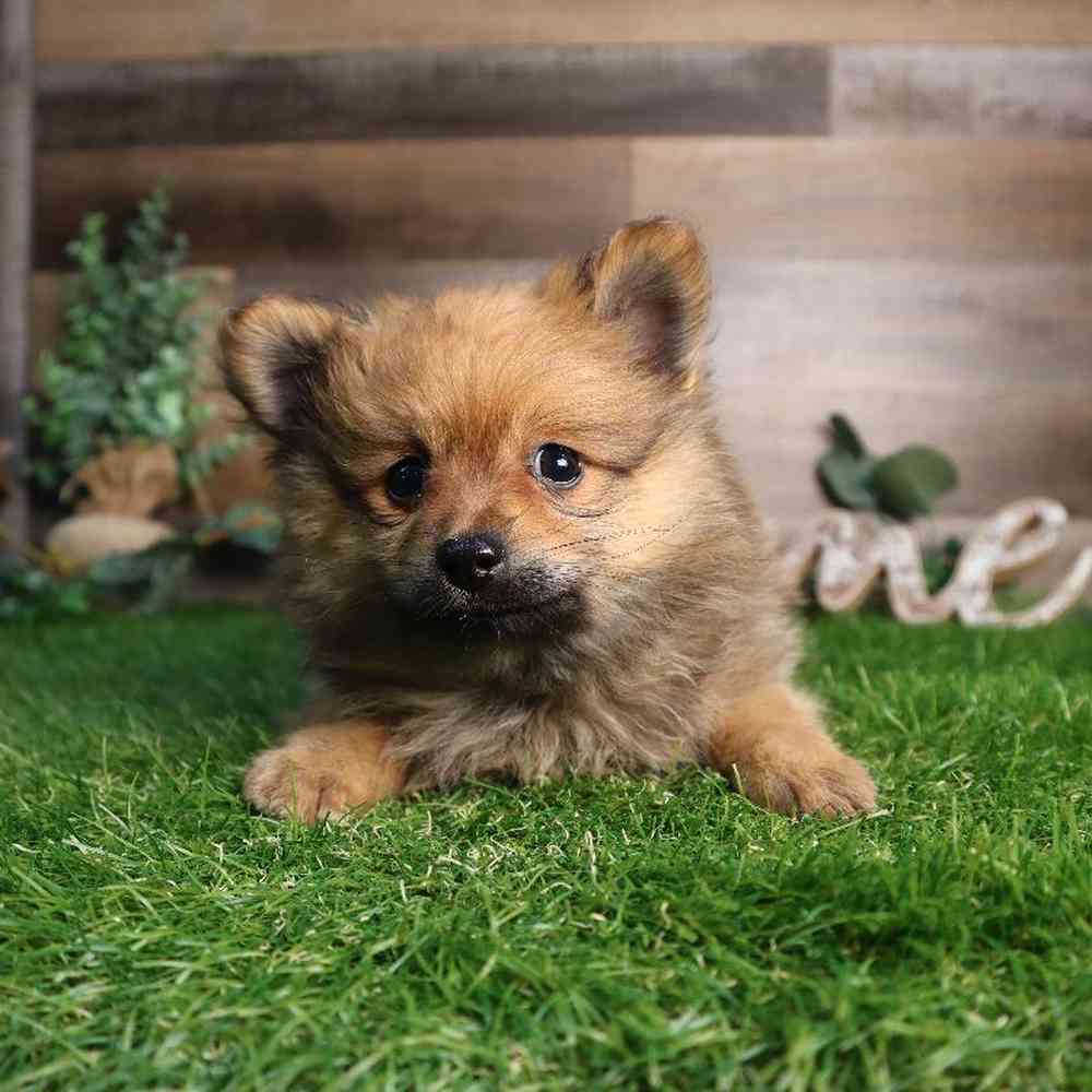 carousel pet images