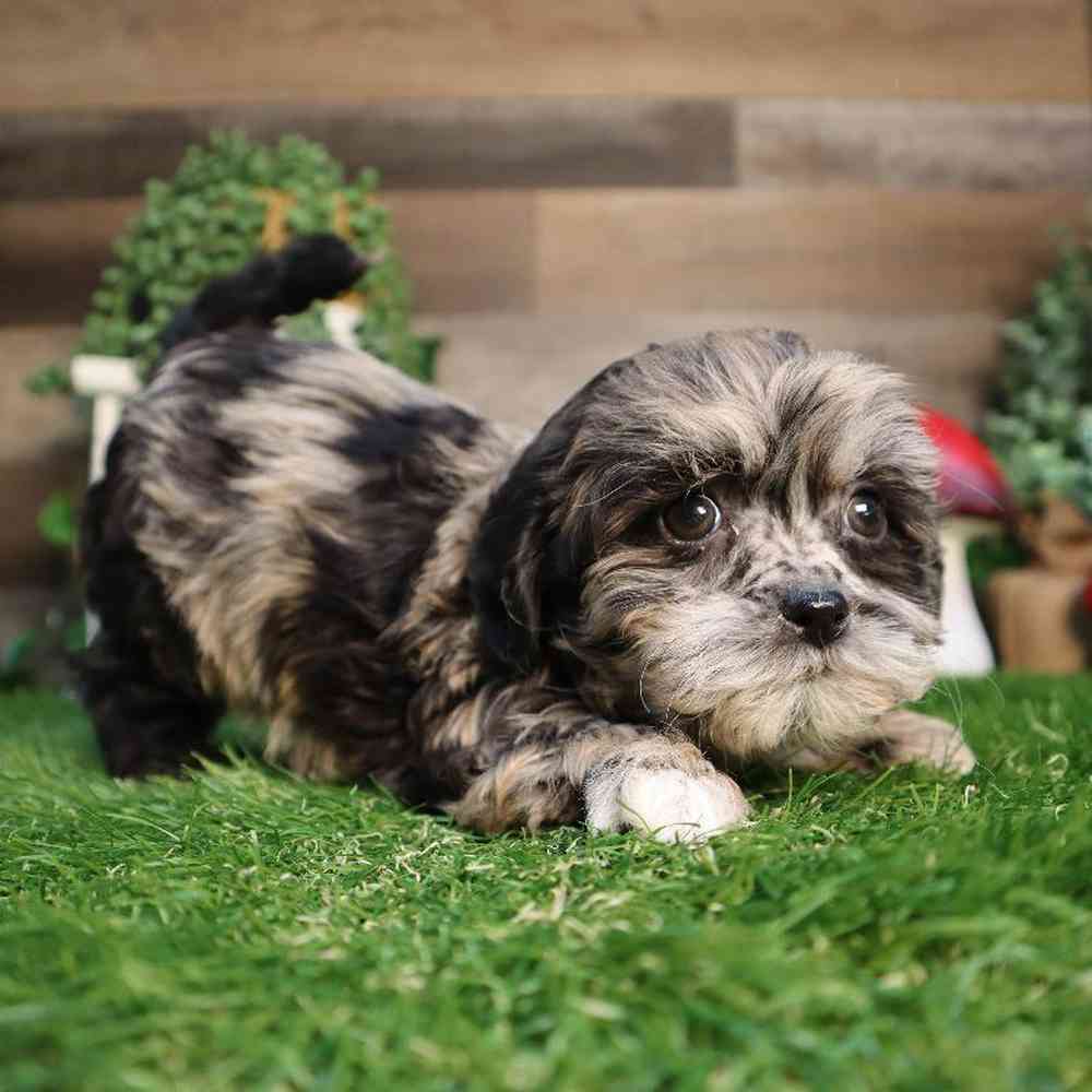 carousel pet images