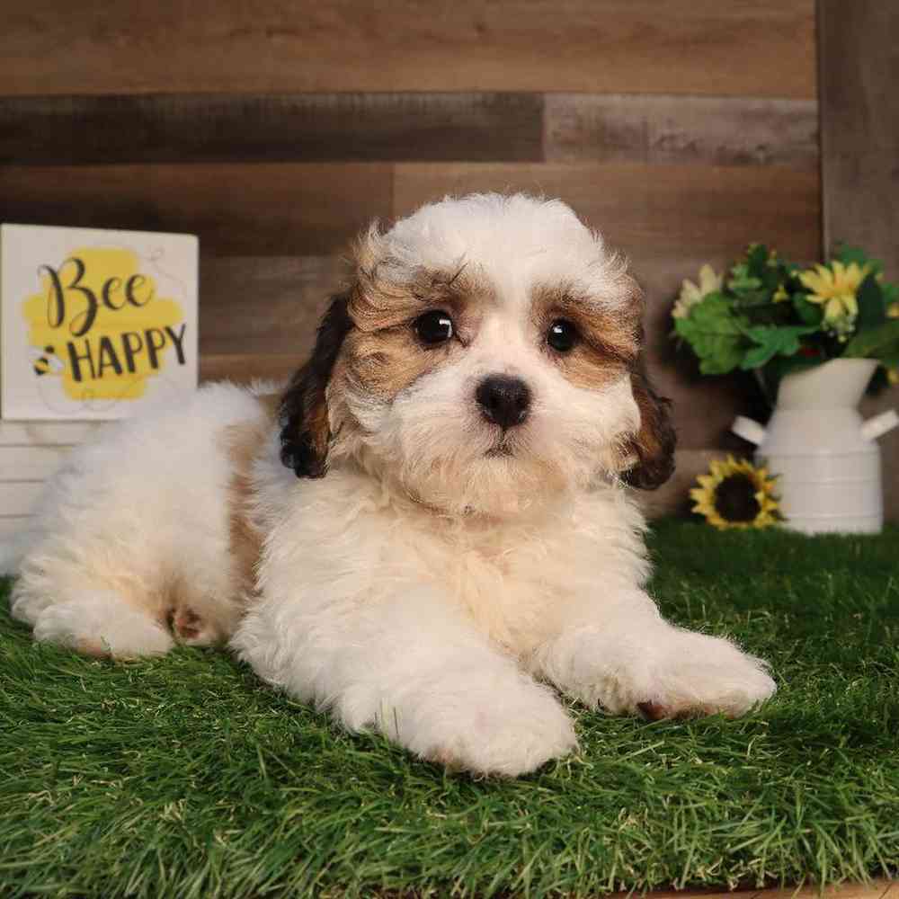 carousel pet images