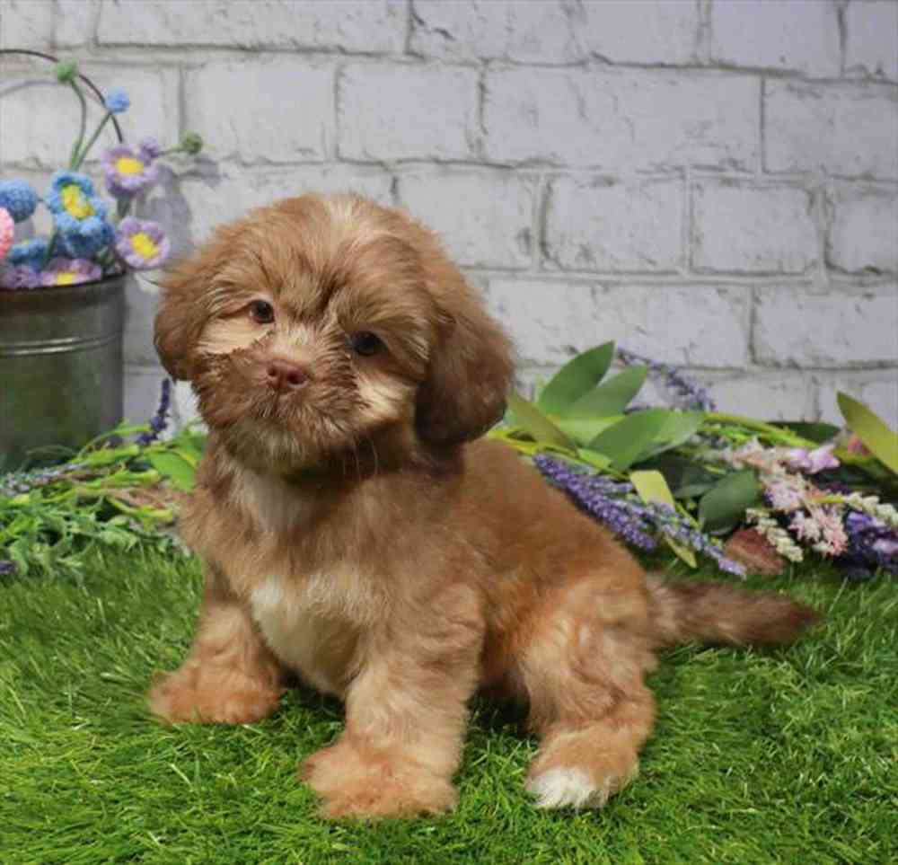 carousel pet images