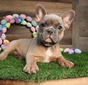 French Bulldog