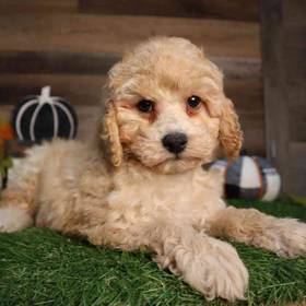 Mini Poodle