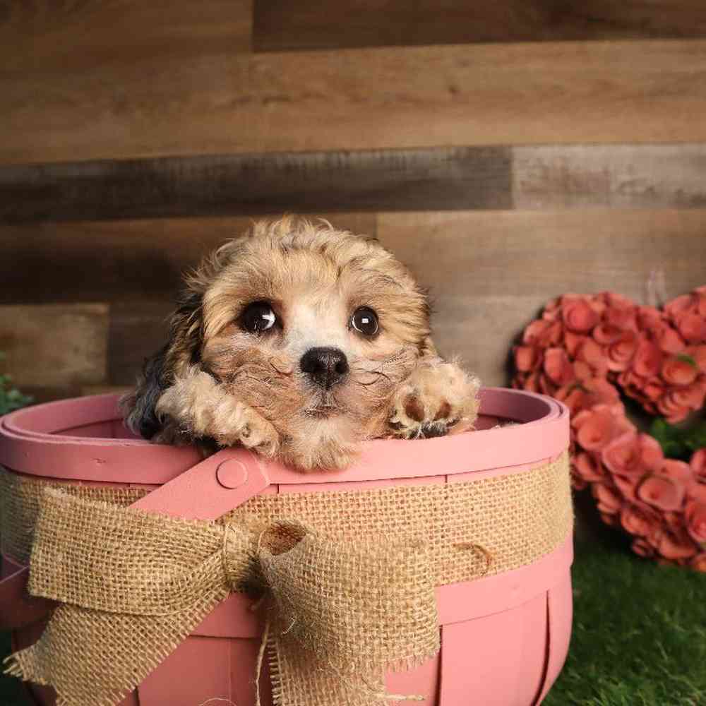 carousel pet images