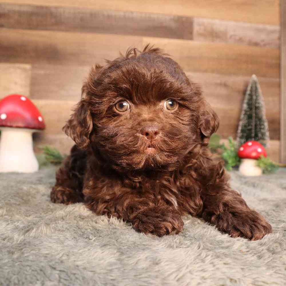 Male Shipoo Puppy for Sale in Blaine, MN