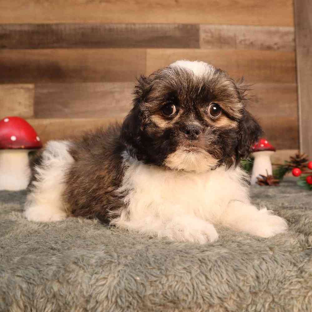 Male Shih Tzu Puppy for Sale in Blaine, MN