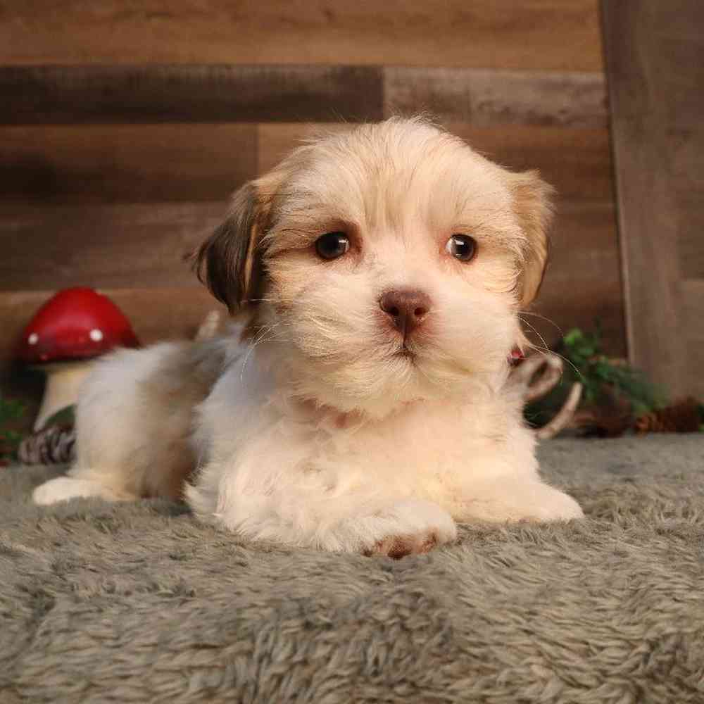 Female Malshi Puppy for Sale in Blaine, MN