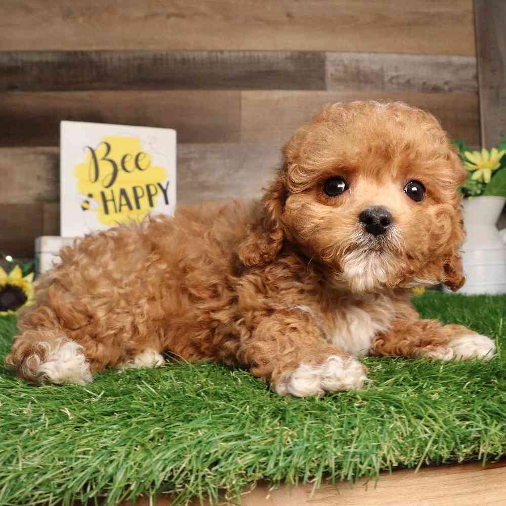 Male Cavapoo Puppy for Sale in Blaine, MN