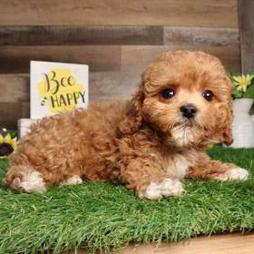 Cavapoo