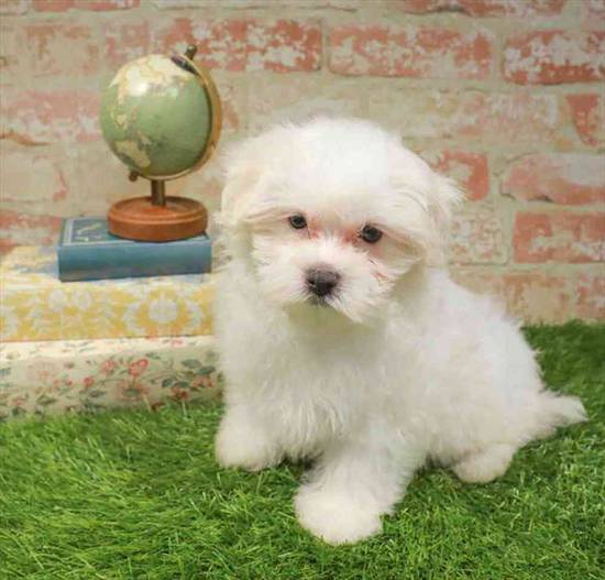 Maltese