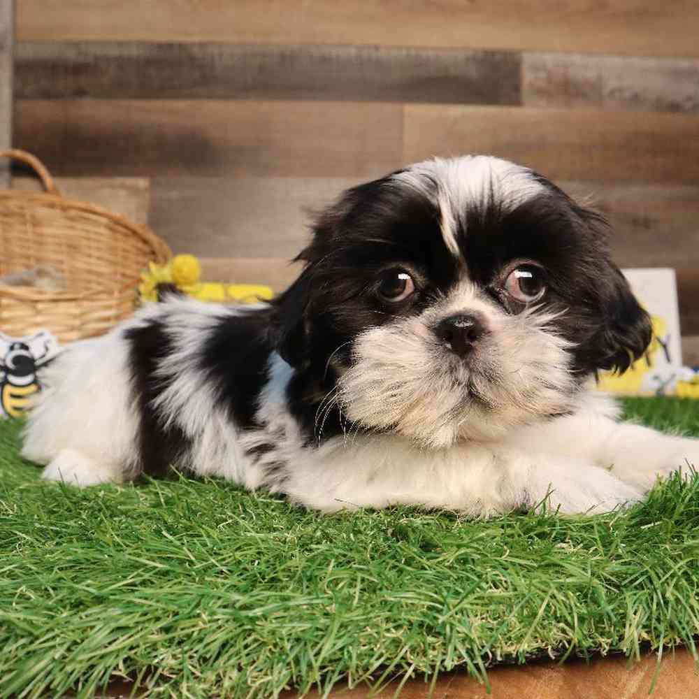 Image of a pet breed in the gallery