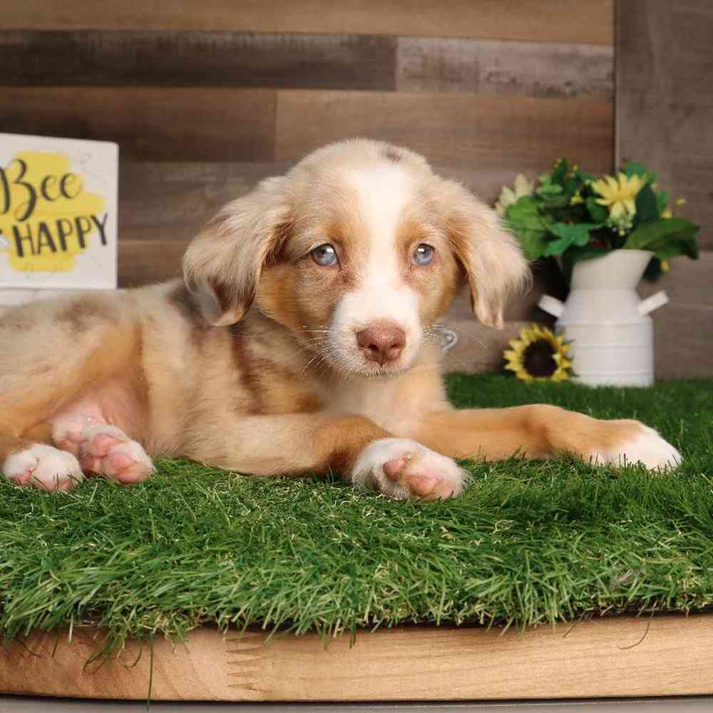 carousel pet images