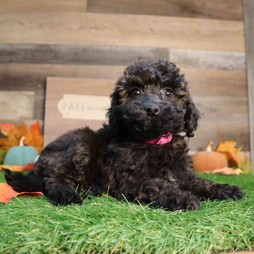 Female Mini Goldendoodle 2nd Gen Puppy for Sale in Blaine, MN