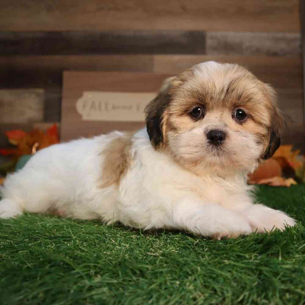 carousel pet images